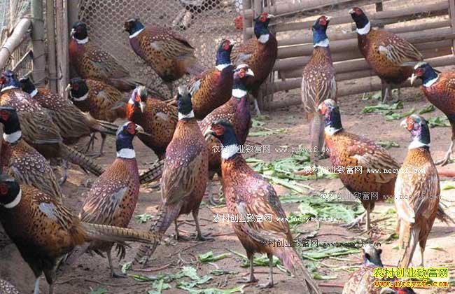 ������ֳ