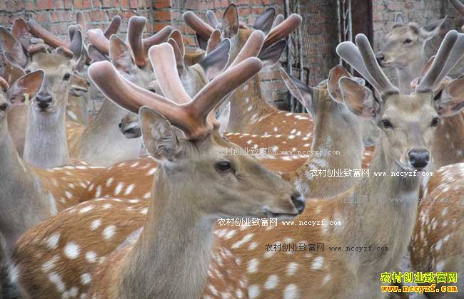 ������ֳǰ��