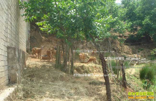 ������ֳǰ��