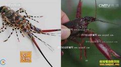 [ũ�����]��Ϻ�е� ������ֳС��Ϻ������Ƶ