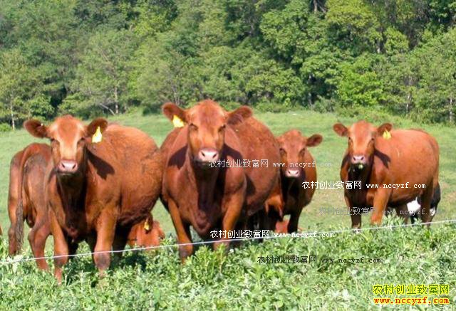 [ÿ��ũ��]���������޽ǵĺ찲��˹ţ������