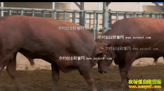 [ÿ��ũ��]���������޽ǵĺ찲��˹ţ������