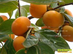 2016�����Ӽ۸����飺���Ӵ�����������1-1.2Ԫ/��