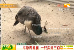 �¸��ð�������ȸ�Ե��ٳ��ÿ���ֳ��ȸЧ���