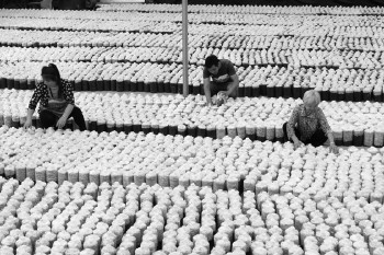 ɽ�����ȣ��ո���ֲʳ�þ�һ�ٶ��