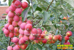 2016��ʥ�������ļ۸����飺�ӱ�ʥ�������������