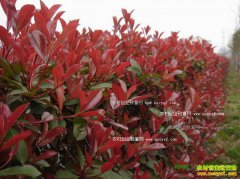 2016����ֲʲô��ľ׬Ǯ��ɽ����Ӫ������ľ���û�