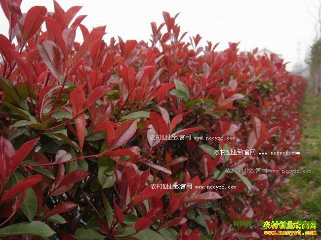 2016����ֲʲô��ľ׬Ǯ��ɽ����Ӫ������ľ���û�