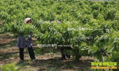 �＾�����޼�����