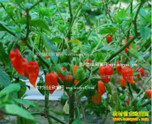 ���ճ���ũ��Ů����������ħ������