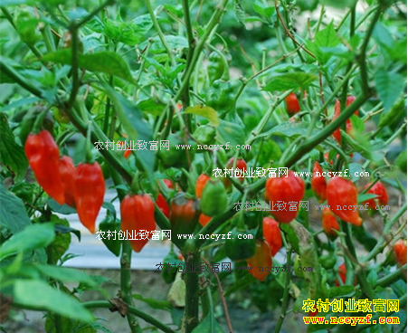 ħ������