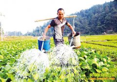 �߲˽�ˮʲôʱ��� �߲˽�ˮע��ɶ