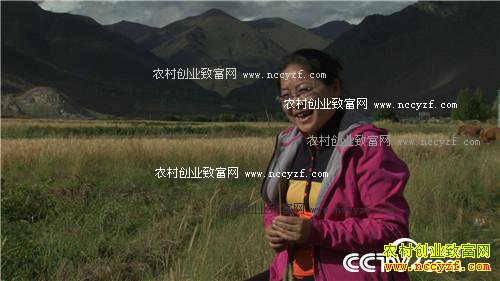 ��ԭ�ɼ��������̻�