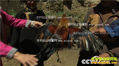 ��ԭ�ɼ��������̻�