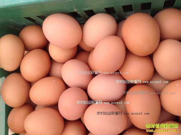 2016�꼦���۸�����Ԥ�⣺10�·ݼ����۸��������