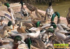 ũ����ʲôѼ��׬Ǯ����ֳ���Ѽ�г�ǰ������