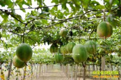 ����������������ֲ���ϣ����䣩ÿĶ����5000Ԫ