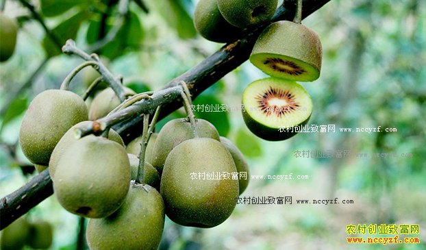 ������ɽ��������ֲ⨺�����ũ��ƶ�¸�