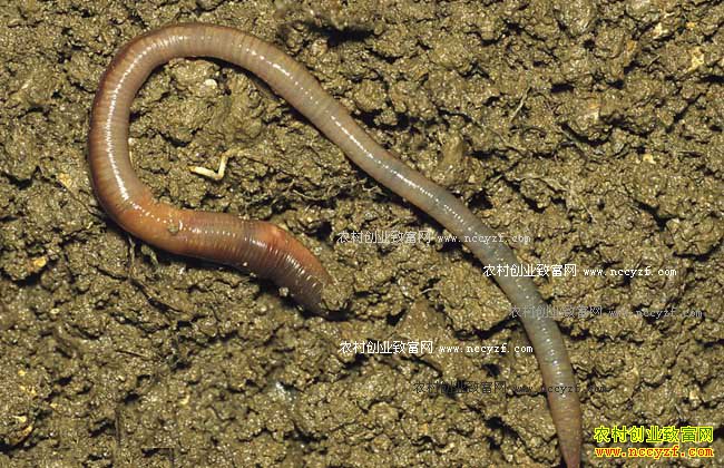 ��򵥵������ֳ�취