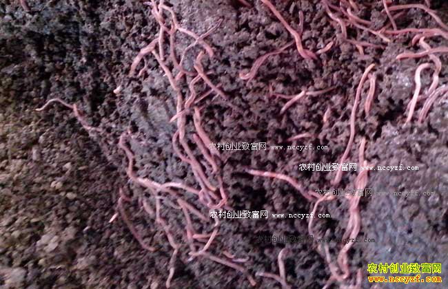 ��򵥵������ֳ�취