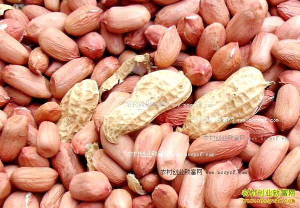 2016��10��20�պӱ������۸�����