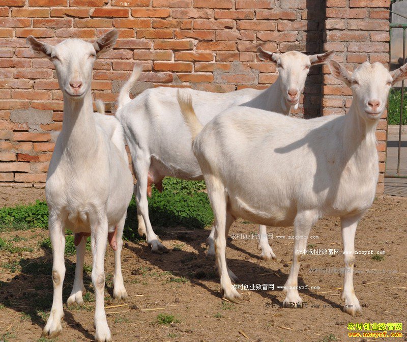 ���������������������ֳ��ͷɽ������15��Ԫ