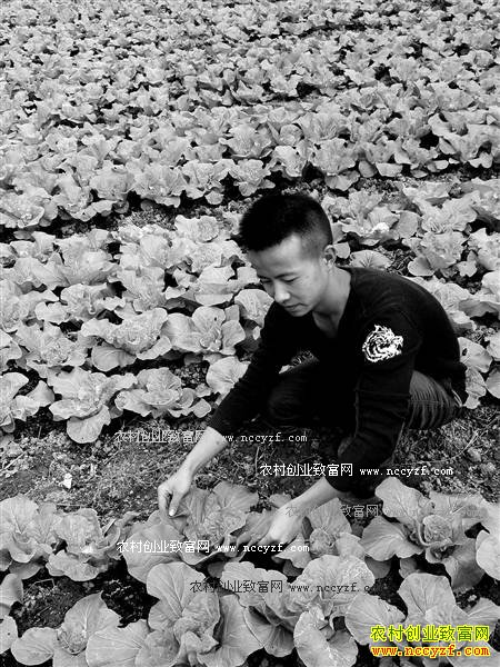 ����ǭ�����¹���ֲ120Ķ�ײ���Ԥ������30��Ԫ