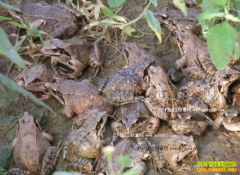 [ÿ��ũ��]������ֳǰ����� ���������ĲƸ�