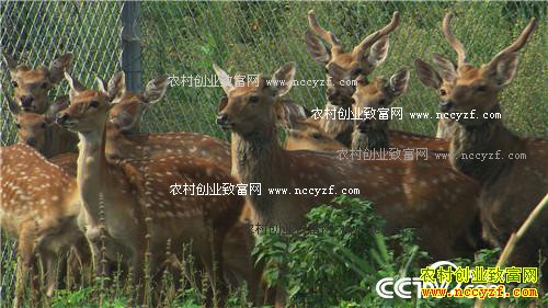 �ܴ󵨶������ġ�������+���Ƹ�����