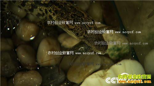 �ܴ󵨶������ġ�������+���Ƹ�����