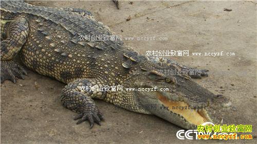 �ܴ󵨶������ġ�������+���Ƹ�����