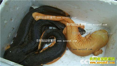 �ܴ󵨶������ġ�������+���Ƹ�����