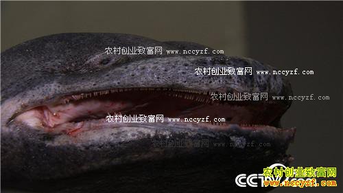 �¸������ܴ󵨶������ġ�������+���Ƹ�����