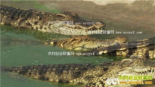 �ܴ󵨶������ġ�������+���Ƹ�����