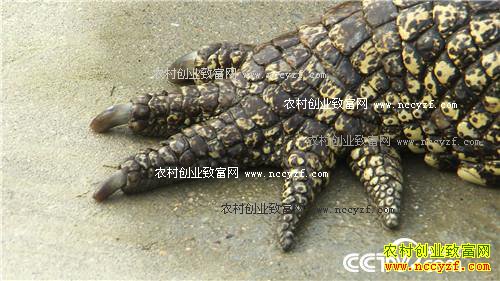 �ܴ󵨶������ġ�������+���Ƹ�����