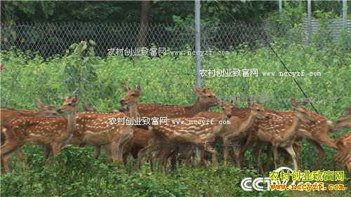 �ܴ󵨶������ġ�������+���Ƹ�����