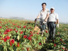 ɽ��������Ķ�ձ���ӥ�������������� Ķ��������ǧԪ