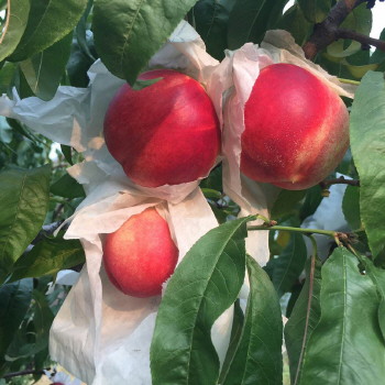 ɽ����̨��ѧ����ֲ����������Ʒ�������� ÿ���ۼ�32Ԫ