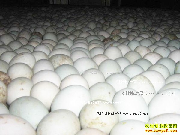 ���¶쵰�۸�����