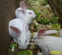 �＾���ץ��ĸ������