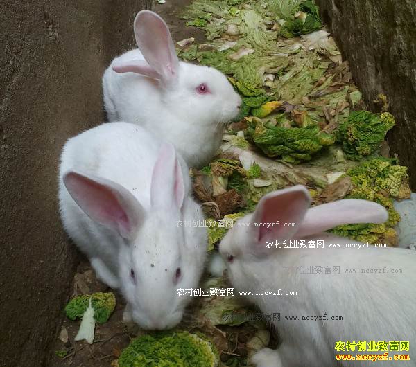 �＾���ץ��ĸ������