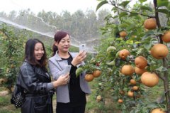 ɽ��۰�ǣ���ֲ�ƽ���ӸǷ�����Ʒ�ʺ� ÿ���ۼ�4Ԫ