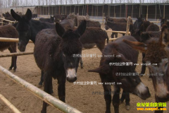 ��¿׬Ǯ����¿��ֳ��Ϊũ���¸�����Ŀ