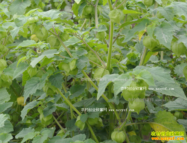 ��ɫ���ﹽ����ֲ���ʸ߲�����