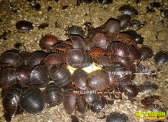 С��Ԫ�������Ǯ ��ֳ��Ԫ�����