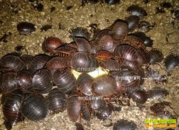 С��Ԫ�������Ǯ ��ֳ��Ԫ�����