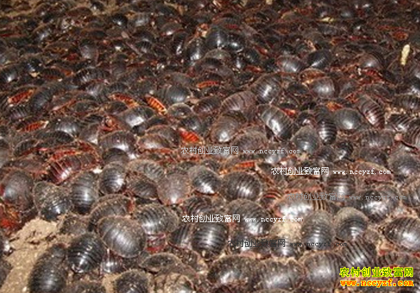 С��Ԫ�������Ǯ ��ֳ��Ԫ�����