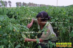 ��ֲ����׬Ǯ������������������ֲ����110Ķ������50��Ԫ