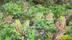 ����׬Ǯ�𣺺ڰ���1��20Ԫ ���ڰ��ܳ�ũ���¸�����Ŀ