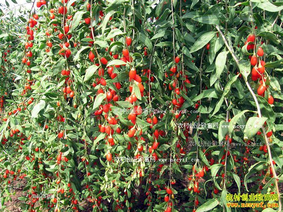 ��轶���Ǯһ�2016��10��7����轼۸�����